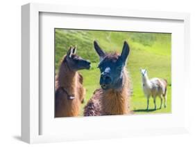 Close up of a Llama-Alanbrito-Framed Photographic Print