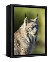 Close-Up of a Lynx (Lynx Canadensis) Sitting, in Captivity, Sandstone, Minnesota, USA-James Hager-Framed Stretched Canvas
