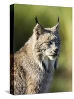 Close-Up of a Lynx (Lynx Canadensis) Sitting, in Captivity, Sandstone, Minnesota, USA-James Hager-Stretched Canvas