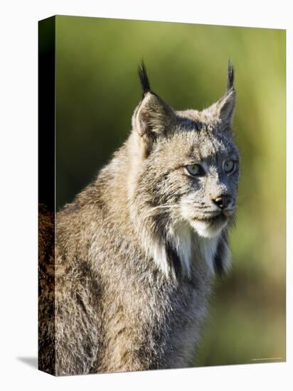 Close-Up of a Lynx (Lynx Canadensis) Sitting, in Captivity, Sandstone, Minnesota, USA-James Hager-Stretched Canvas