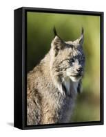 Close-Up of a Lynx (Lynx Canadensis) Sitting, in Captivity, Sandstone, Minnesota, USA-James Hager-Framed Stretched Canvas