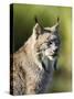 Close-Up of a Lynx (Lynx Canadensis) Sitting, in Captivity, Sandstone, Minnesota, USA-James Hager-Stretched Canvas