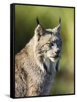 Close-Up of a Lynx (Lynx Canadensis) Sitting, in Captivity, Sandstone, Minnesota, USA-James Hager-Framed Stretched Canvas