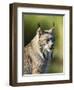 Close-Up of a Lynx (Lynx Canadensis) Sitting, in Captivity, Sandstone, Minnesota, USA-James Hager-Framed Premium Photographic Print