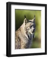 Close-Up of a Lynx (Lynx Canadensis) Sitting, in Captivity, Sandstone, Minnesota, USA-James Hager-Framed Premium Photographic Print