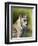 Close-Up of a Lynx (Lynx Canadensis) Sitting, in Captivity, Sandstone, Minnesota, USA-James Hager-Framed Premium Photographic Print