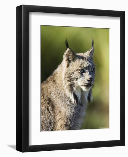 Close-Up of a Lynx (Lynx Canadensis) Sitting, in Captivity, Sandstone, Minnesota, USA-James Hager-Framed Premium Photographic Print