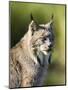 Close-Up of a Lynx (Lynx Canadensis) Sitting, in Captivity, Sandstone, Minnesota, USA-James Hager-Mounted Premium Photographic Print
