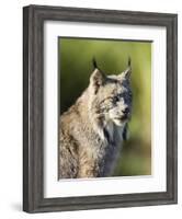 Close-Up of a Lynx (Lynx Canadensis) Sitting, in Captivity, Sandstone, Minnesota, USA-James Hager-Framed Photographic Print