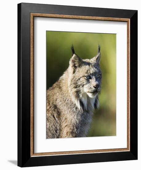 Close-Up of a Lynx (Lynx Canadensis) Sitting, in Captivity, Sandstone, Minnesota, USA-James Hager-Framed Photographic Print