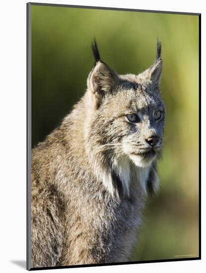 Close-Up of a Lynx (Lynx Canadensis) Sitting, in Captivity, Sandstone, Minnesota, USA-James Hager-Mounted Photographic Print