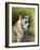 Close-Up of a Lynx (Lynx Canadensis) Sitting, in Captivity, Sandstone, Minnesota, USA-James Hager-Framed Photographic Print