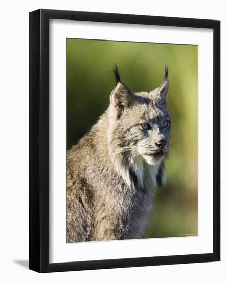 Close-Up of a Lynx (Lynx Canadensis) Sitting, in Captivity, Sandstone, Minnesota, USA-James Hager-Framed Photographic Print