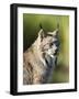 Close-Up of a Lynx (Lynx Canadensis) Sitting, in Captivity, Sandstone, Minnesota, USA-James Hager-Framed Photographic Print