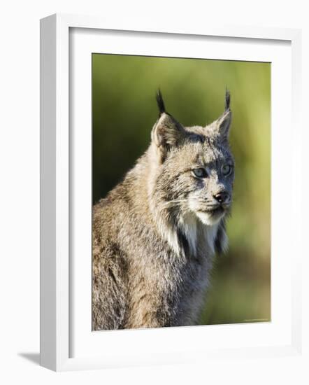 Close-Up of a Lynx (Lynx Canadensis) Sitting, in Captivity, Sandstone, Minnesota, USA-James Hager-Framed Photographic Print