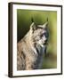 Close-Up of a Lynx (Lynx Canadensis) Sitting, in Captivity, Sandstone, Minnesota, USA-James Hager-Framed Photographic Print