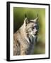 Close-Up of a Lynx (Lynx Canadensis) Sitting, in Captivity, Sandstone, Minnesota, USA-James Hager-Framed Photographic Print