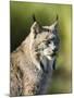 Close-Up of a Lynx (Lynx Canadensis) Sitting, in Captivity, Sandstone, Minnesota, USA-James Hager-Mounted Photographic Print