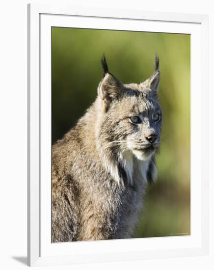 Close-Up of a Lynx (Lynx Canadensis) Sitting, in Captivity, Sandstone, Minnesota, USA-James Hager-Framed Photographic Print