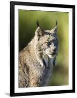 Close-Up of a Lynx (Lynx Canadensis) Sitting, in Captivity, Sandstone, Minnesota, USA-James Hager-Framed Photographic Print