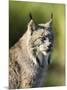 Close-Up of a Lynx (Lynx Canadensis) Sitting, in Captivity, Sandstone, Minnesota, USA-James Hager-Mounted Photographic Print