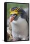 Close-up of a macaroni penguin (Eudyptes chrysolophus), East Falkland, Falkland Islands-Marco Simoni-Framed Stretched Canvas