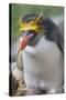 Close-up of a macaroni penguin (Eudyptes chrysolophus), East Falkland, Falkland Islands-Marco Simoni-Stretched Canvas