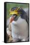 Close-up of a macaroni penguin (Eudyptes chrysolophus), East Falkland, Falkland Islands-Marco Simoni-Framed Stretched Canvas