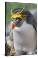 Close-up of a macaroni penguin (Eudyptes chrysolophus), East Falkland, Falkland Islands-Marco Simoni-Stretched Canvas