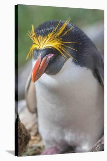 Close-up of a macaroni penguin (Eudyptes chrysolophus), East Falkland, Falkland Islands-Marco Simoni-Stretched Canvas