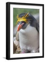 Close-up of a macaroni penguin (Eudyptes chrysolophus), East Falkland, Falkland Islands-Marco Simoni-Framed Photographic Print