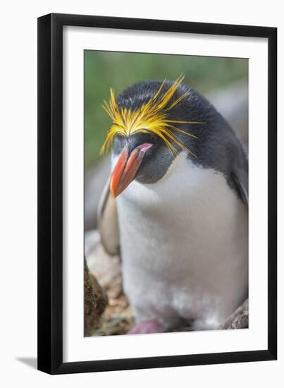 Close-up of a macaroni penguin (Eudyptes chrysolophus), East Falkland, Falkland Islands-Marco Simoni-Framed Photographic Print