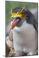 Close-up of a macaroni penguin (Eudyptes chrysolophus), East Falkland, Falkland Islands-Marco Simoni-Mounted Photographic Print