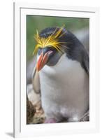 Close-up of a macaroni penguin (Eudyptes chrysolophus), East Falkland, Falkland Islands-Marco Simoni-Framed Photographic Print