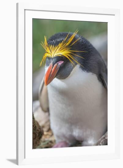 Close-up of a macaroni penguin (Eudyptes chrysolophus), East Falkland, Falkland Islands-Marco Simoni-Framed Photographic Print