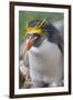 Close-up of a macaroni penguin (Eudyptes chrysolophus), East Falkland, Falkland Islands-Marco Simoni-Framed Photographic Print