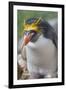 Close-up of a macaroni penguin (Eudyptes chrysolophus), East Falkland, Falkland Islands-Marco Simoni-Framed Photographic Print