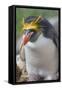 Close-up of a macaroni penguin (Eudyptes chrysolophus), East Falkland, Falkland Islands-Marco Simoni-Framed Stretched Canvas