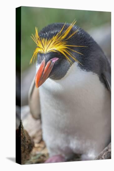 Close-up of a macaroni penguin (Eudyptes chrysolophus), East Falkland, Falkland Islands-Marco Simoni-Stretched Canvas