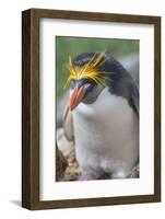 Close-up of a macaroni penguin (Eudyptes chrysolophus), East Falkland, Falkland Islands-Marco Simoni-Framed Photographic Print