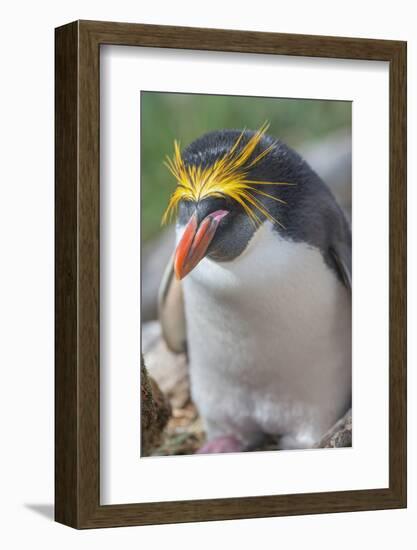 Close-up of a macaroni penguin (Eudyptes chrysolophus), East Falkland, Falkland Islands-Marco Simoni-Framed Photographic Print