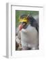 Close-up of a macaroni penguin (Eudyptes chrysolophus), East Falkland, Falkland Islands-Marco Simoni-Framed Photographic Print