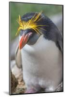 Close-up of a macaroni penguin (Eudyptes chrysolophus), East Falkland, Falkland Islands-Marco Simoni-Mounted Photographic Print
