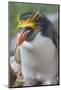 Close-up of a macaroni penguin (Eudyptes chrysolophus), East Falkland, Falkland Islands-Marco Simoni-Mounted Photographic Print