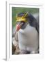 Close-up of a macaroni penguin (Eudyptes chrysolophus), East Falkland, Falkland Islands-Marco Simoni-Framed Photographic Print