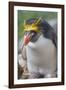 Close-up of a macaroni penguin (Eudyptes chrysolophus), East Falkland, Falkland Islands-Marco Simoni-Framed Photographic Print