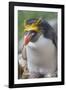 Close-up of a macaroni penguin (Eudyptes chrysolophus), East Falkland, Falkland Islands-Marco Simoni-Framed Photographic Print