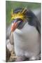 Close-up of a macaroni penguin (Eudyptes chrysolophus), East Falkland, Falkland Islands-Marco Simoni-Mounted Photographic Print