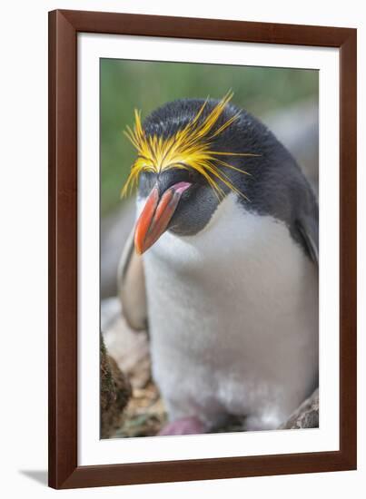 Close-up of a macaroni penguin (Eudyptes chrysolophus), East Falkland, Falkland Islands-Marco Simoni-Framed Photographic Print