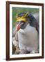 Close-up of a macaroni penguin (Eudyptes chrysolophus), East Falkland, Falkland Islands-Marco Simoni-Framed Photographic Print
